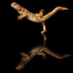 Illustration for article titled Kung fu Gecko will kick your ass first, ask questions later